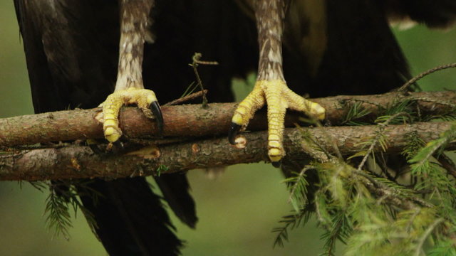 Close-up macro picture of birds  sharp feet which is sitting on the pine tree branch at wood. 