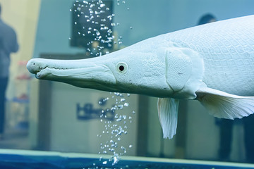 Alligator Gar