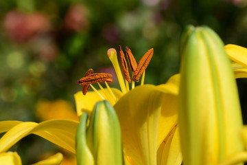 Obraz premium Blumen 469