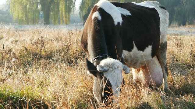 Milked cow in the pasture. Agriculture and farming. Protection of nature, healthy ecology and environment