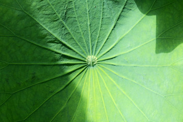 Green lotus leaf