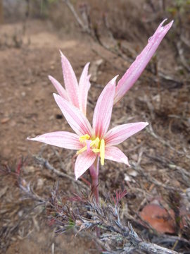 pink flower in bosque fray jorge
