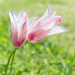 Flower pink tulip 