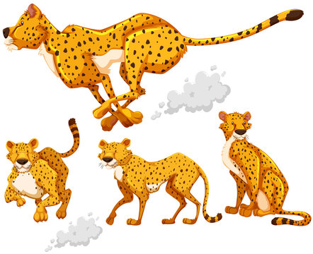 Cheetah in four different actions