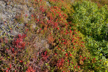 North tundra vegetation