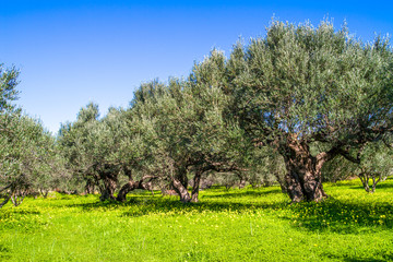 Olive trees grovein Crete Island, Greece.