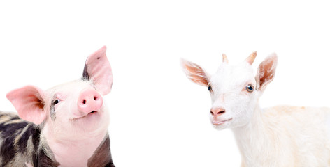 Portrait of funny piglet and goat