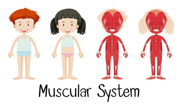 Muscular system of boy and girl
