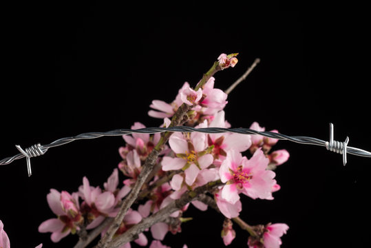 Flowers on barbed wire