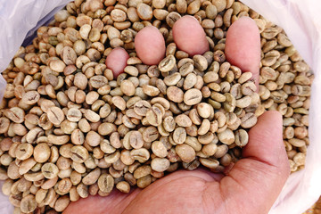 Green coffee beans in hand.