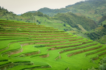 Rice field terraced in Mu Cang Chai, Vietnam