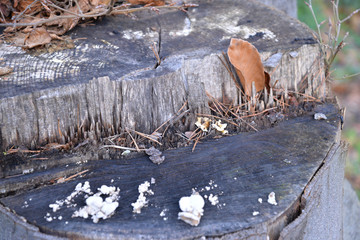 Baumstumpf mit Pilzen