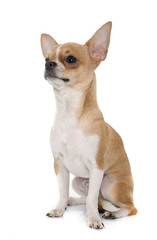 young male chihuahua