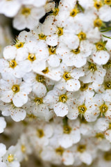 White Spiraea flowers
