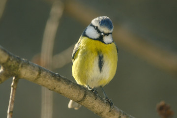 Blue Tit (Parus caeruleus)