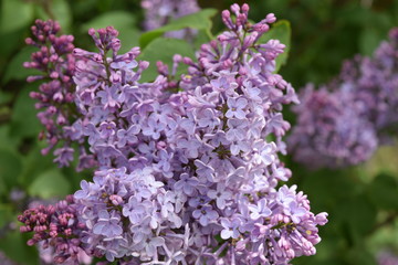 The Lilac flowers