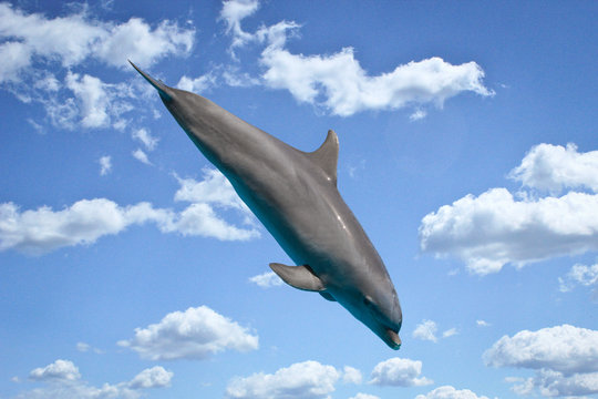 Delfino che salta e cielo sullo sfondo