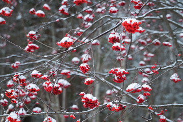 Red berries covered with snow