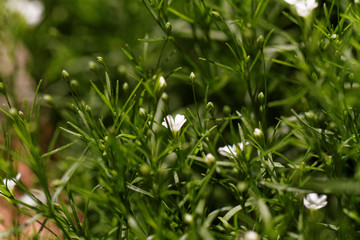 Sweet alyssum