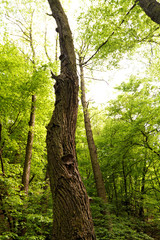 Forest at spring