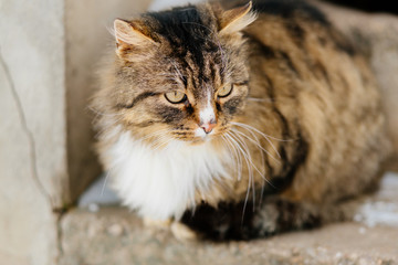 Cat waits for master outdoor