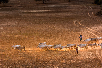 Lifestyle of Burmese