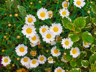 Daisy flower © Claudio Divizia