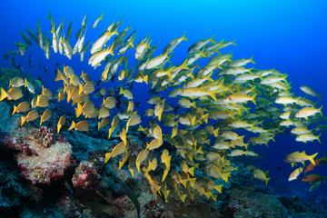 Fototapeta na wymiar Shoal of colorful fish in the tropical coral reef 