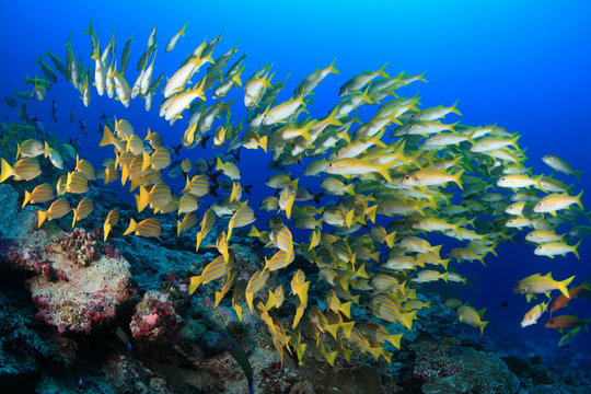 Shoal of colorful fish in the tropical coral reef 