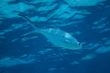 Small spotted dart fish (Trachinotus baillonii) 