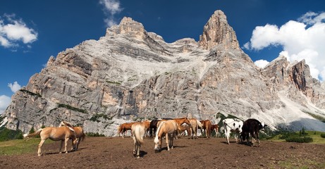 Cows and horses under Monte Pelmo in Italian Dolomities
