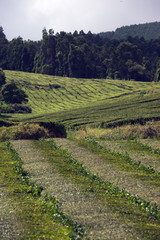 Coltivazione del t&eacute; alle isole Azzorre S&atilde;o Miguel