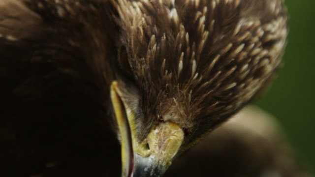 Epic close-up macro portrait of a predator bird blinking its eyes and has opened beak.