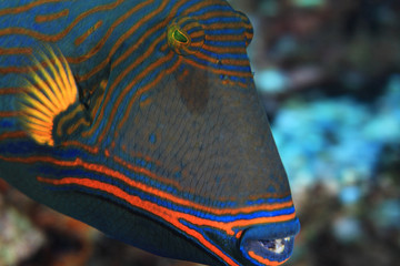 Orange-striped triggerfish (Balistapus undulatus)