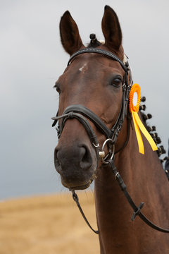 Portr&auml;t des Pferdes, das im Reitturnier siegte