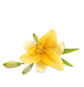 Lily isolated on a white background. Vector illustration