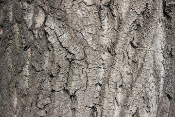 The bark of old poplar.