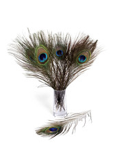 Obraz premium Peacock feathers on white background
