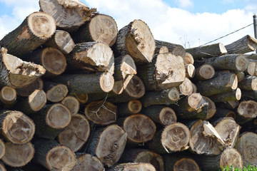 Logs are piled in a heap an front of the sawmill