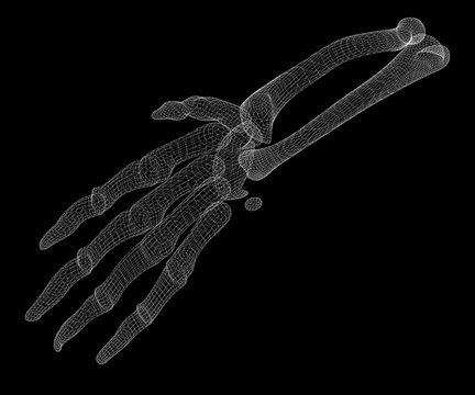 Human  hand skeleton