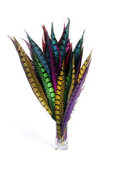 Pheasant feathers on white background