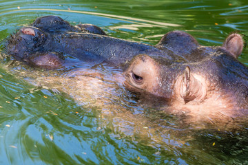 Fototapeta premium Ears Eyes and Nose