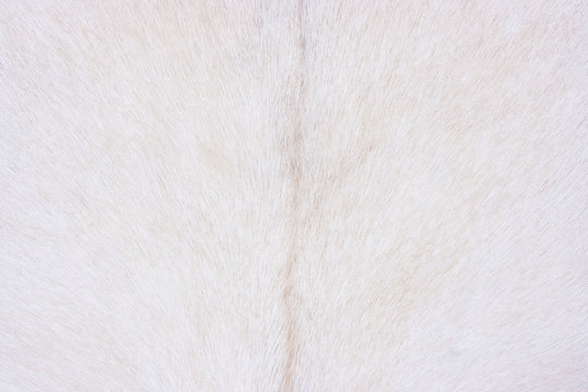 White goat skin