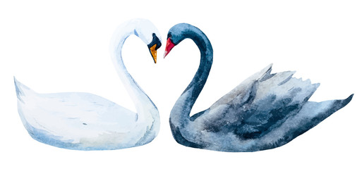 Watercolor hand drawn swans © zenina