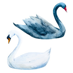 Watercolor hand drawn swans