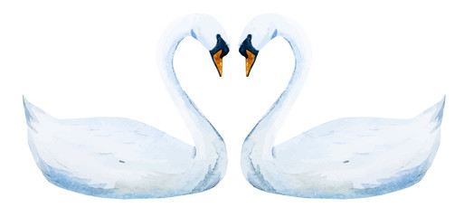 Watercolor hand drawn swans
