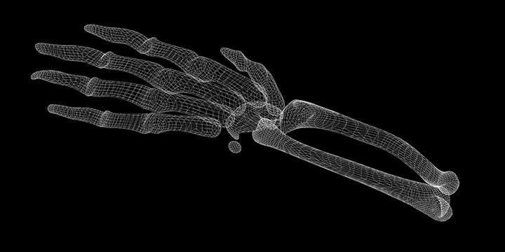 Human  hand skeleton