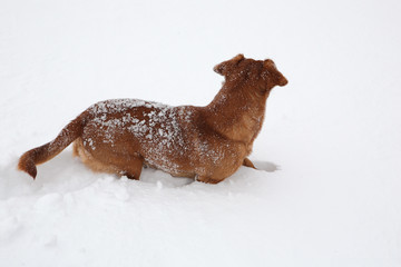 Dog dachshund in the deep snow