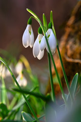 Fresh snowdrop on green background. Natural composition
