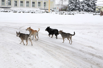 Naklejka premium Homeless dogs for a walk